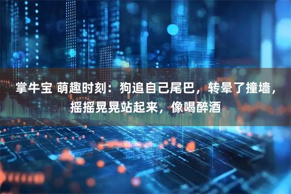 掌牛宝 萌趣时刻：狗追自己尾巴，转晕了撞墙，摇摇晃晃站起来，像喝醉酒